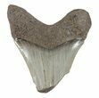 Partial, Serrated Megalodon Tooth - South Carolina #48384-1